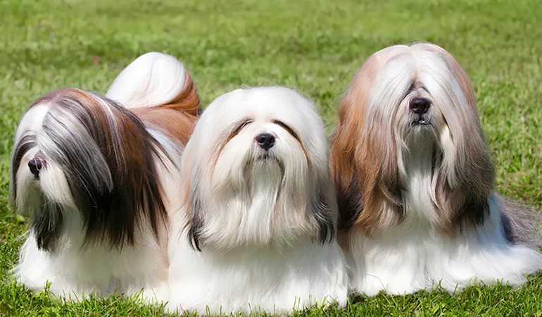 cachorros com a pelagem saudável.