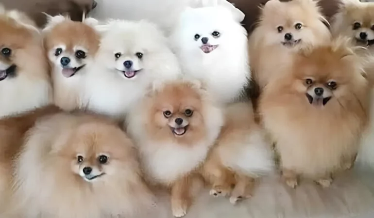 vários cachorros da raça lulu da pomerânia com pelagens de cores diferentes.