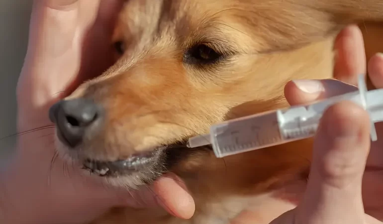 um cachorro fazendo uso da medicação polaramine.