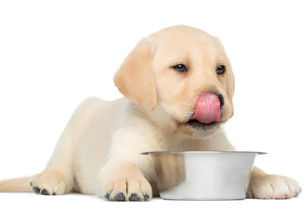 um cachorro com falta de apetite.