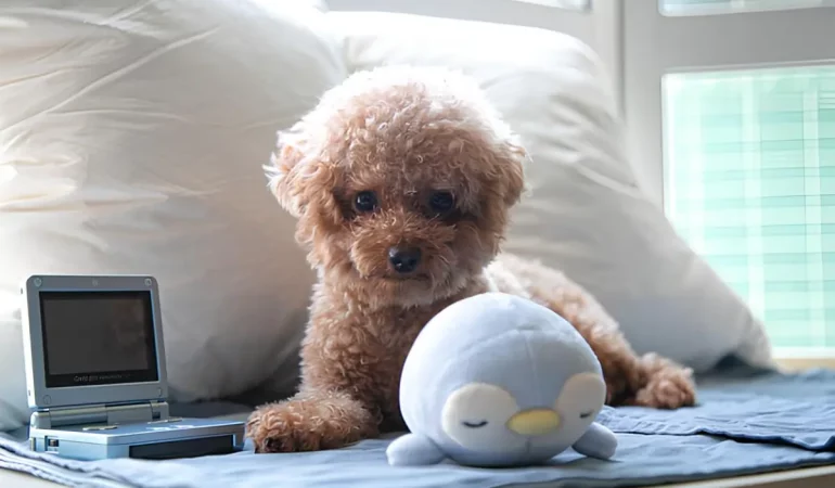um cachorro com tecnologias para cuidar dos pets.