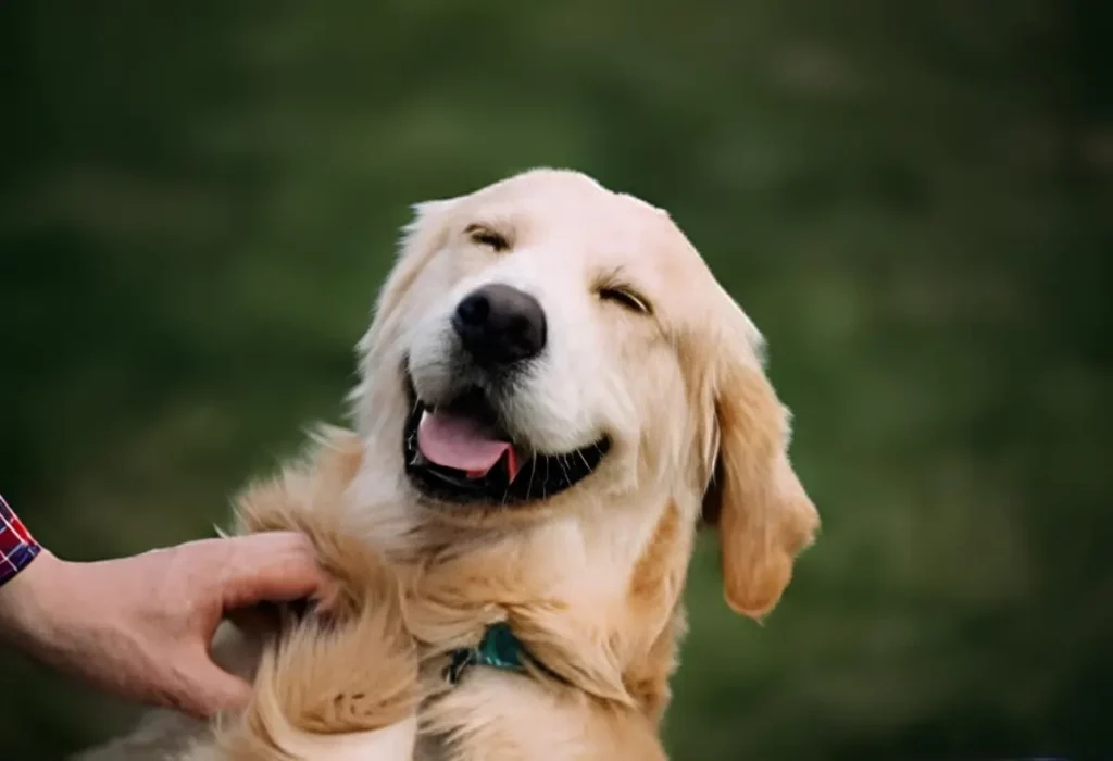 Uma cachorro feliz.