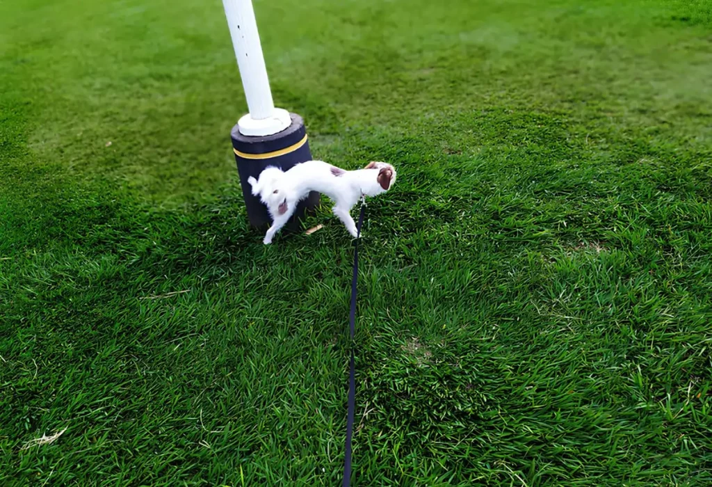 uma cachorro fazendo Treinamento de Recall