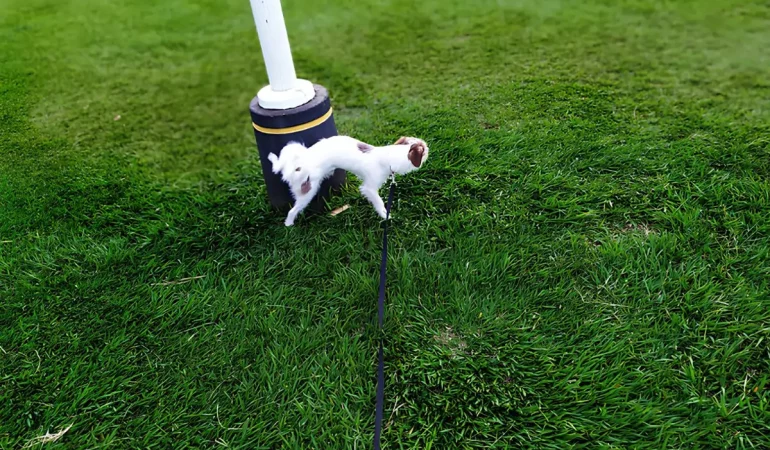 uma cachorro fazento treinamento recall.