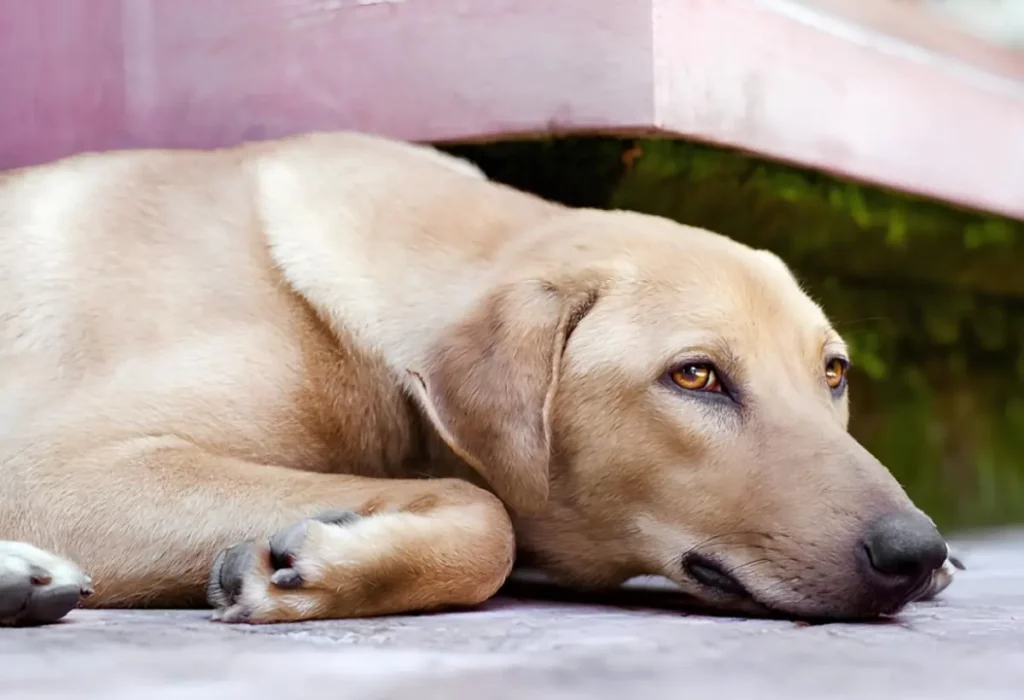 um cão com problemas de locomoção por conta da velhice.