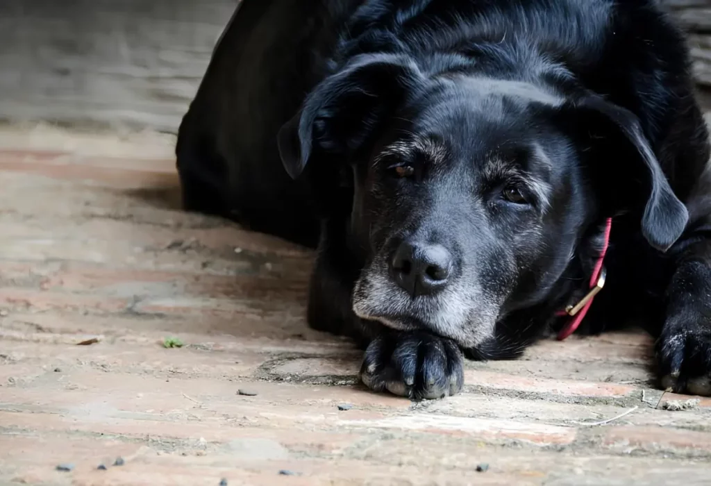 envelhecimento dos cães