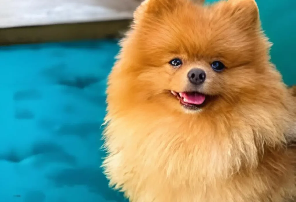 um cachorro da raça lulu da pomerania em uma piscina de um hotel.