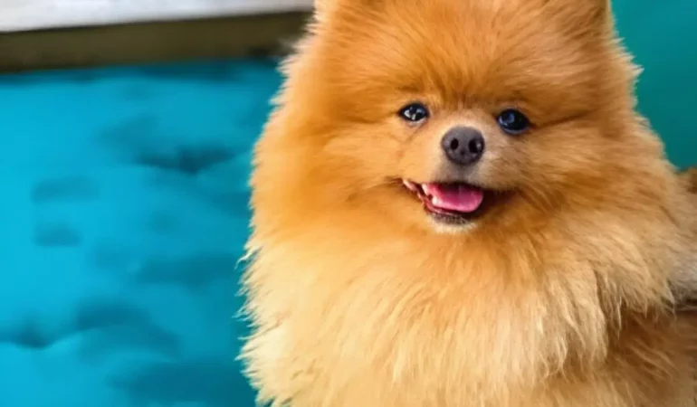 um cachorro da raça lulu da pomerania em uma piscina de um hotel.