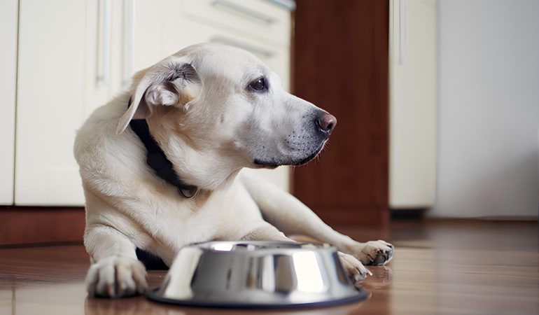 Um cachorro idoso deitado ao lado do seu pote de ração.