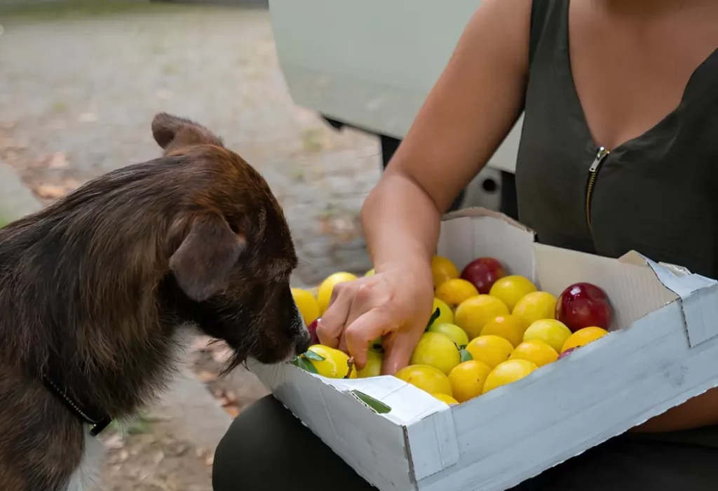 um cachorro cheirando ameixas.
