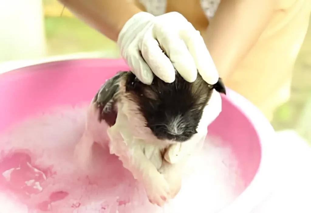 um filhote tomando banho.