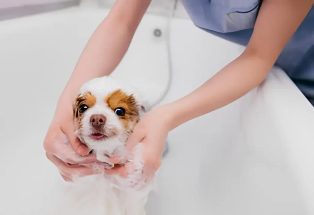 um cachorro filhote tomando banho.
