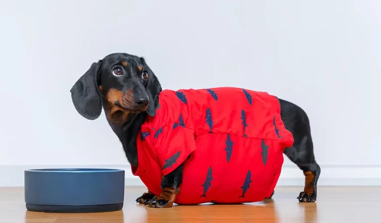 Cachorro castrado comendo.