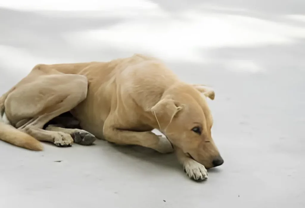 Um cachorro anêmico que fez uso de vitaminas.