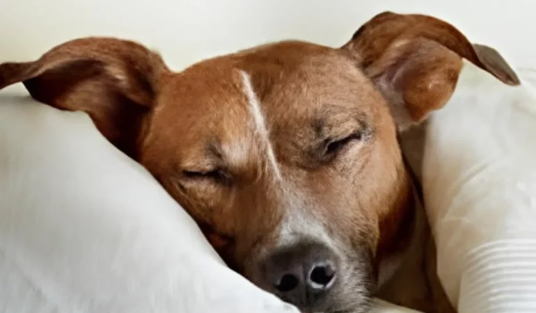 Um cachorro com anemia.