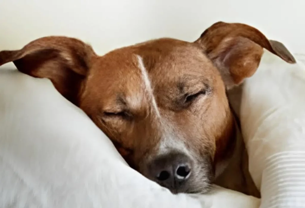 Um cachorro com anemia.