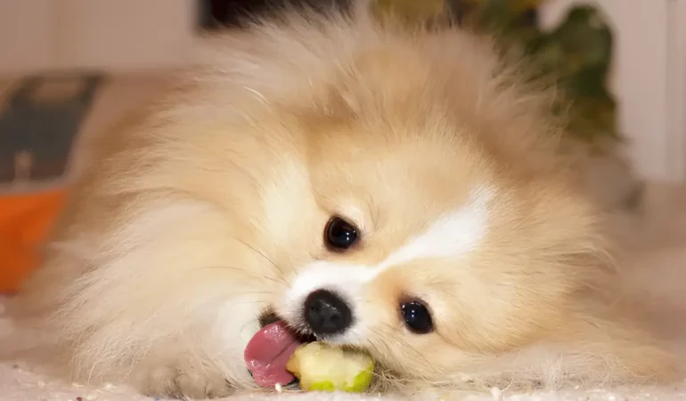 Um cachorro da raça lulu da pomerânia comendo pera.
