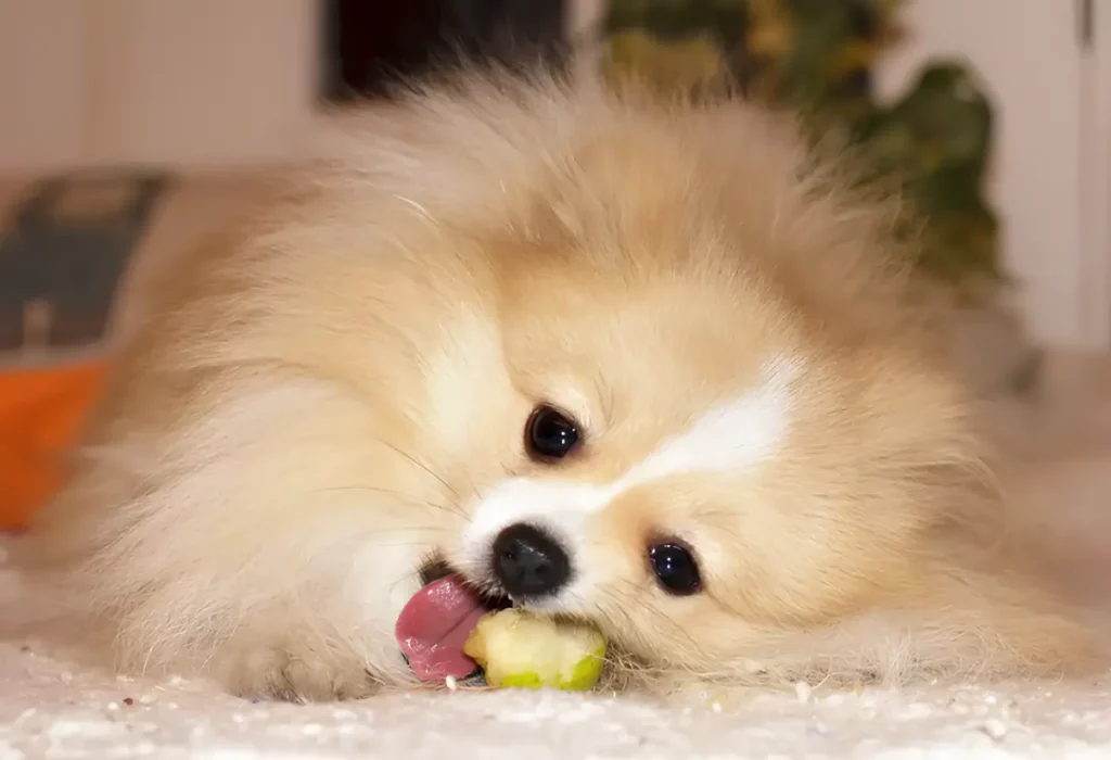 Um lulu da pomerânia comendo uma pera.
