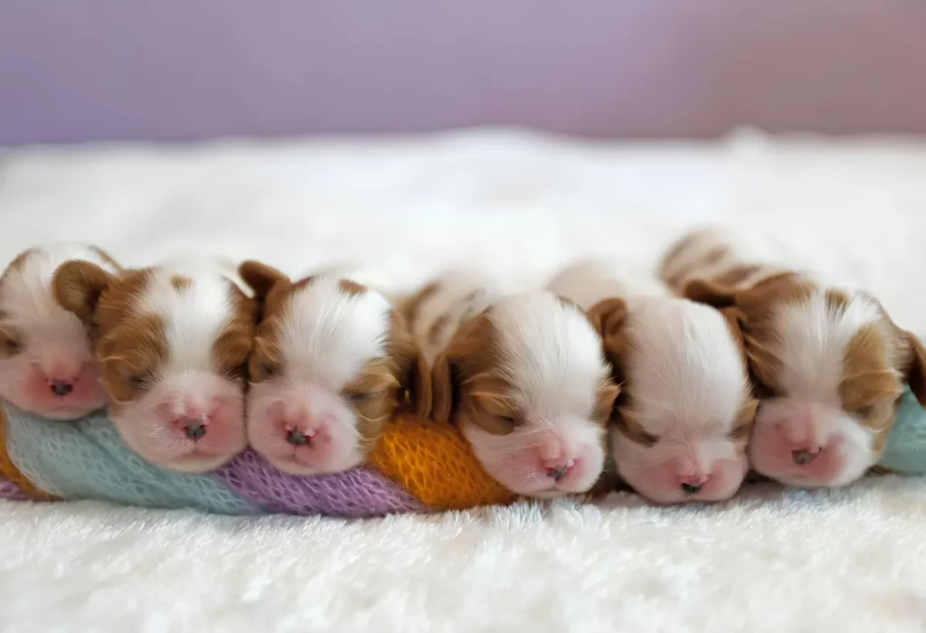 vários cachorros filhotes.