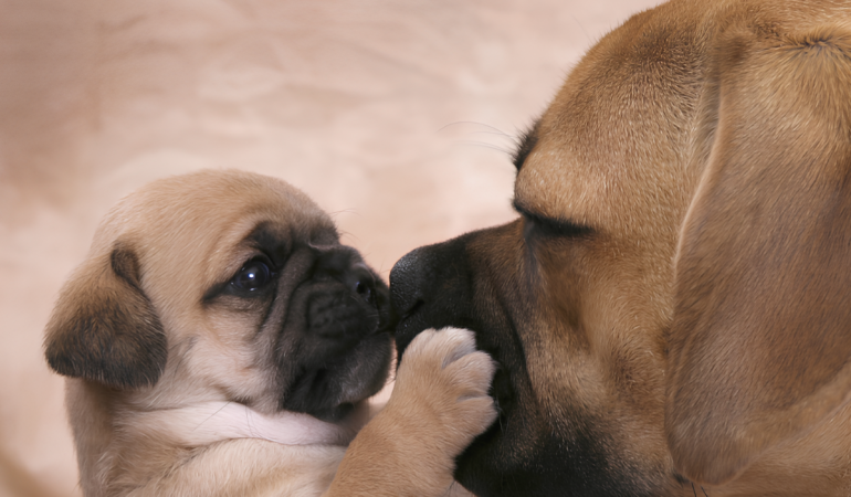 cachorros filhotes com 45 dias.