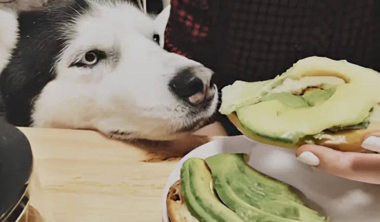 Um cachorro cheirando um abacate.