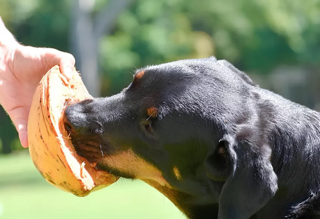 cachorro comendo coco.