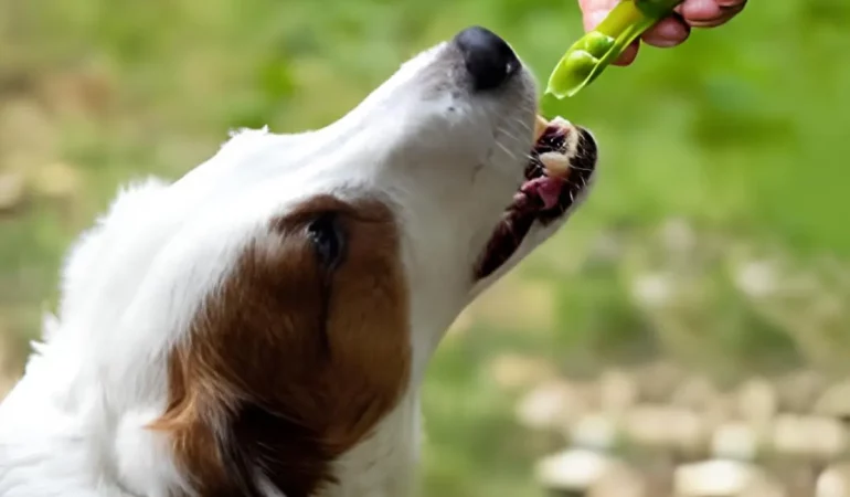 cachorro comendo ervilha.