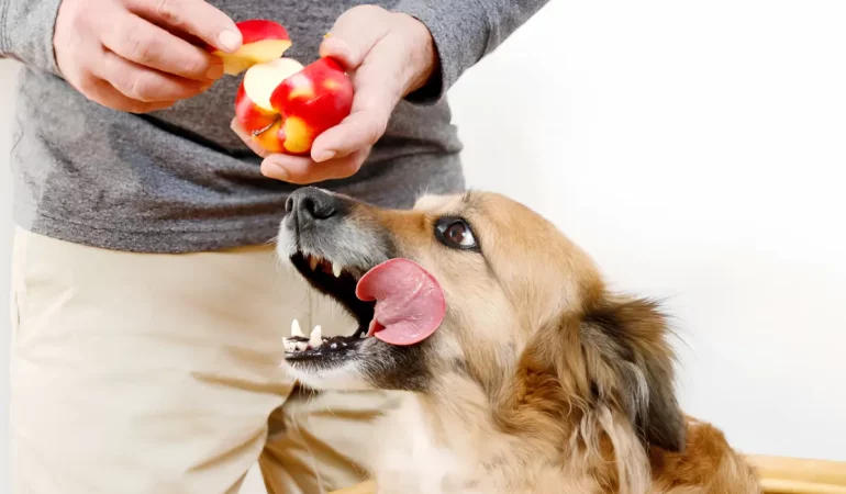 Um cachorro ganhando uma maçã de seu tutor.