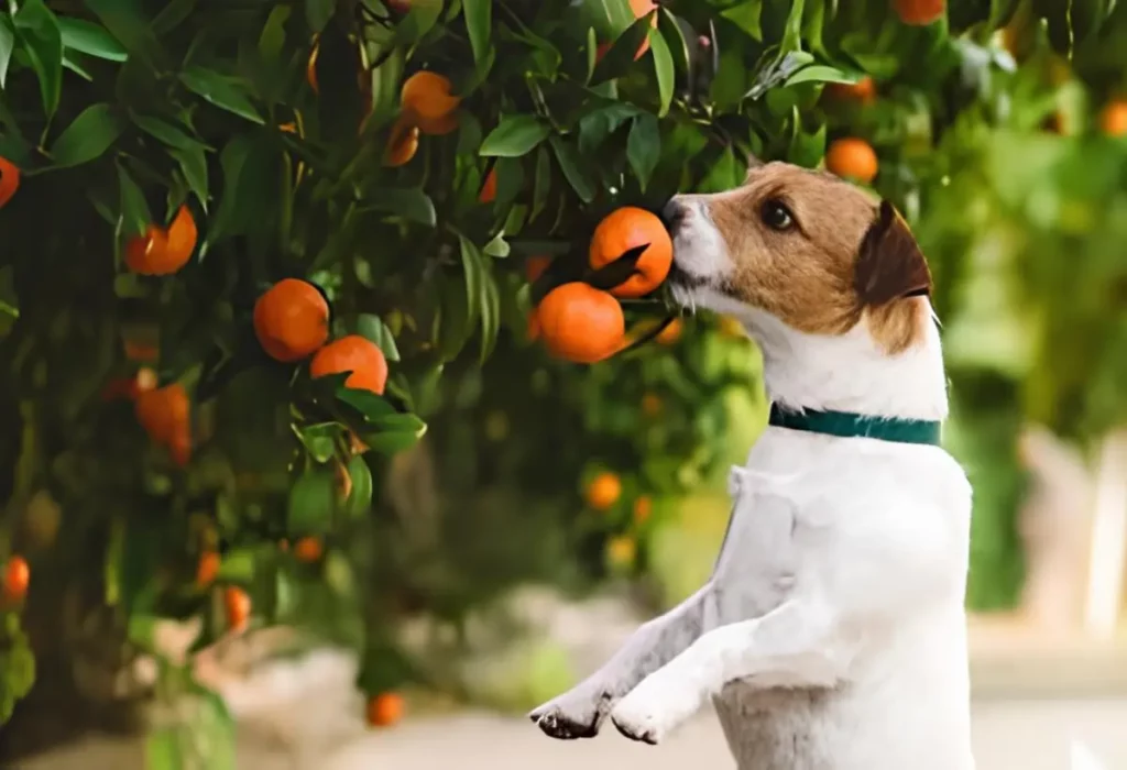 Um cachorro comendo uma tangerina do pé.