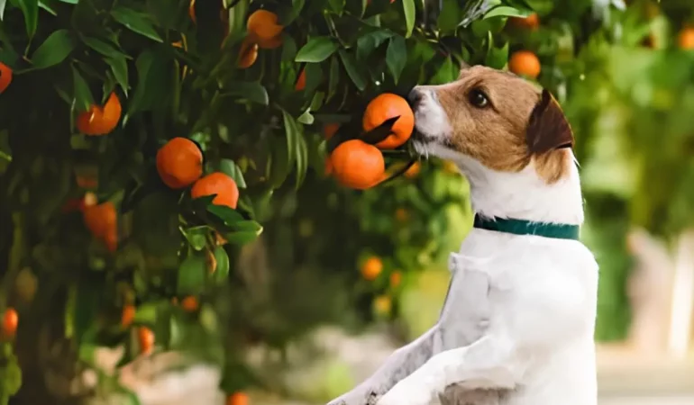 Um cachorro comendo tangerina do pé.