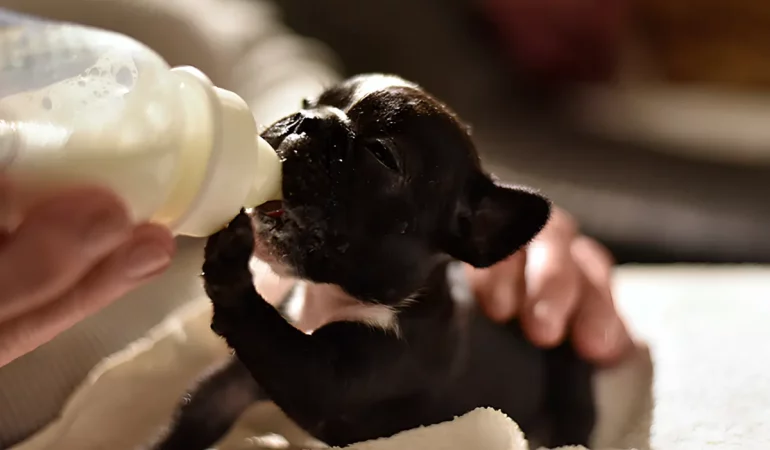 um cachorro filhote tomando leite de mamadeira.