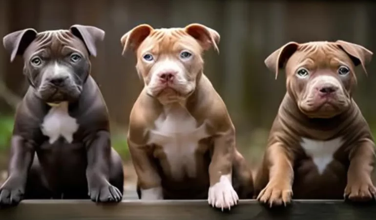Três cachorros filhotes da raça Pitbull.