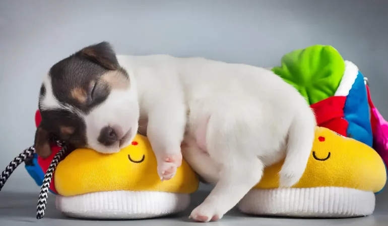 Um cachorro filhote descansando.