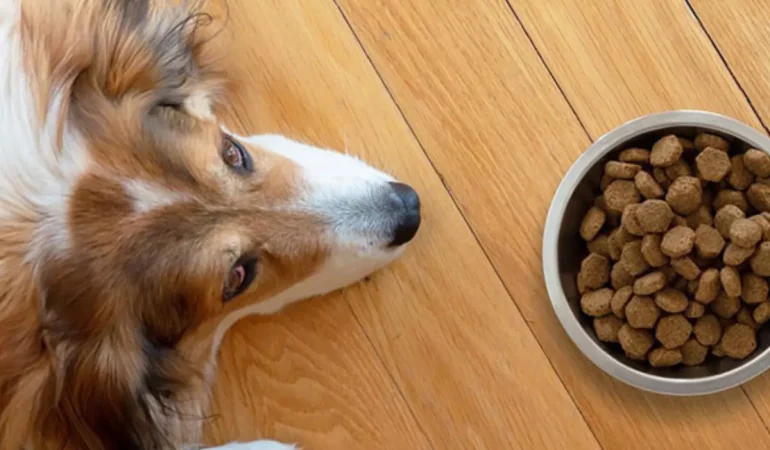 Um cachorro deitado em frente a um pote de ração.