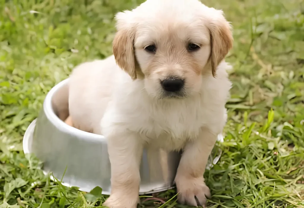 Um cachorro filhote dentro de uma tigela de ração.