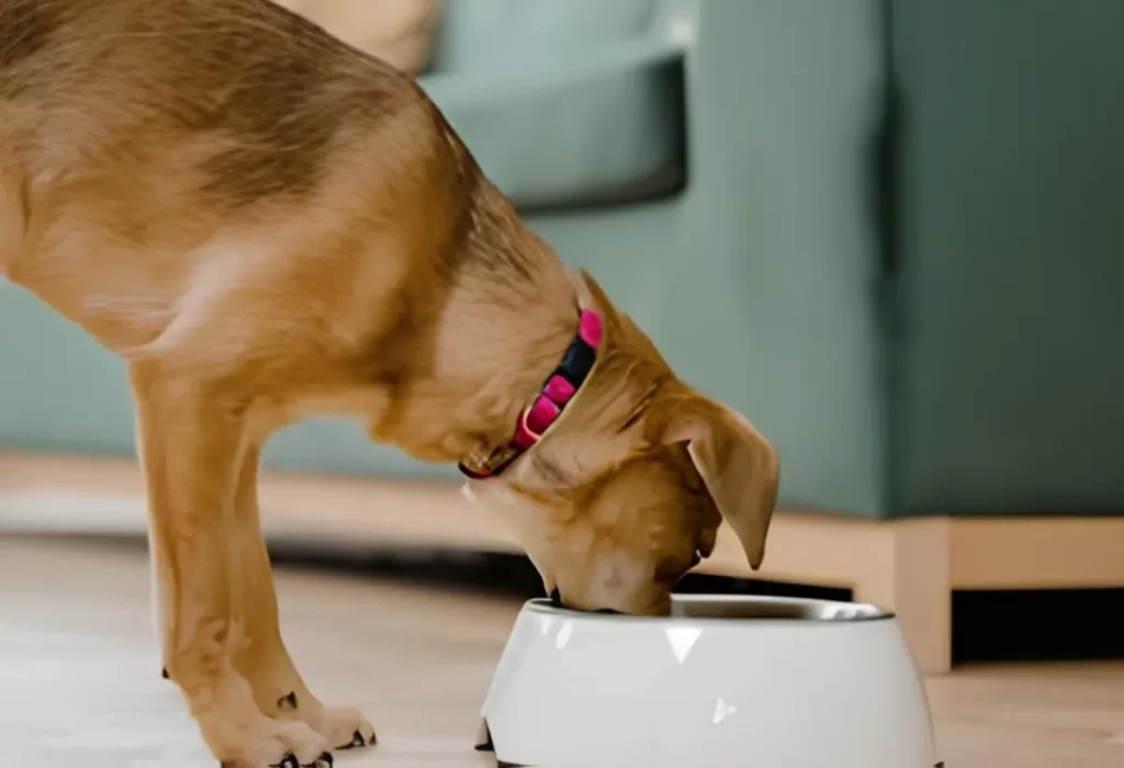 cachorro comendo ração caseira.