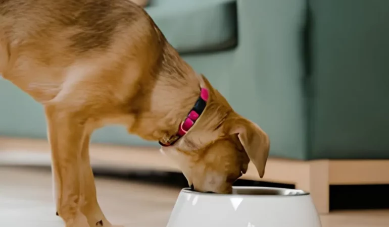 um cachorro comendo ração caseira.