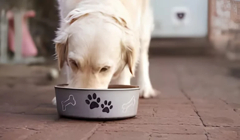um cachorro comendo uma ração da marca golden.