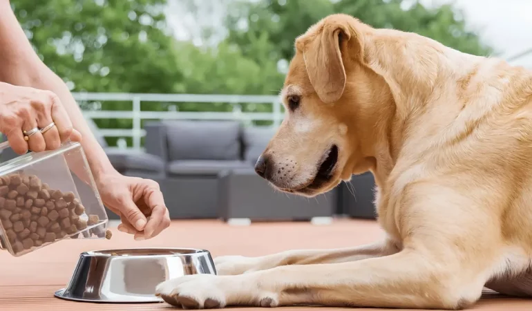 Um cachorro comendo ração light .