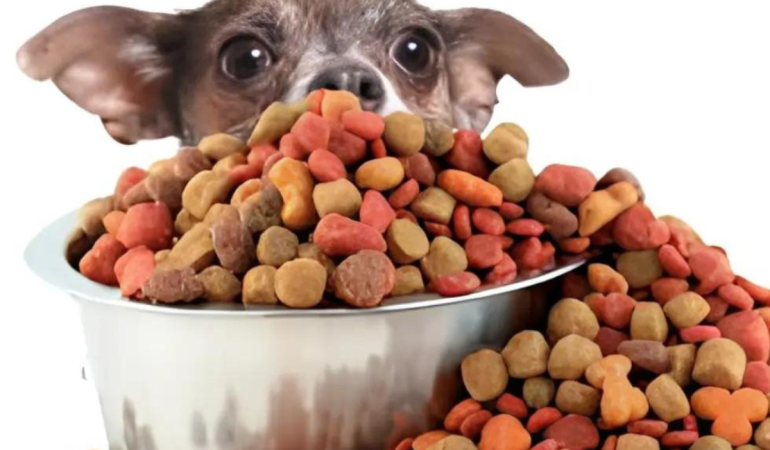 Um cachorro filhote comendo ração.