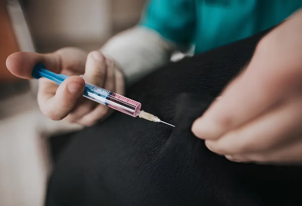 cachorro em um veterinario tomando vacina.