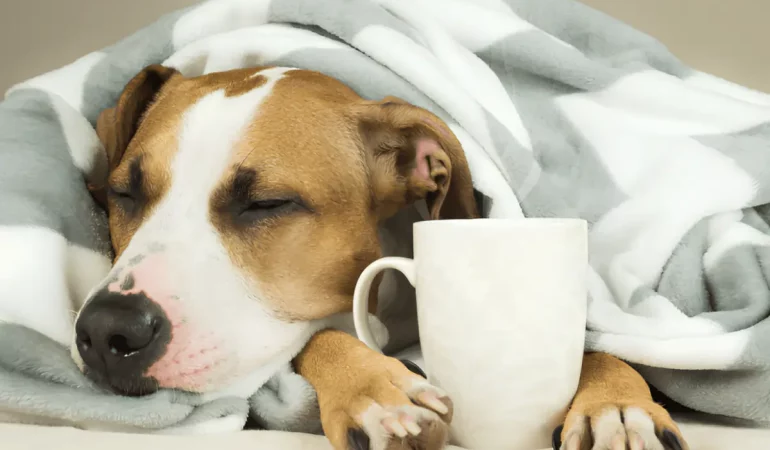Um cachorro com sintomas de gripe.