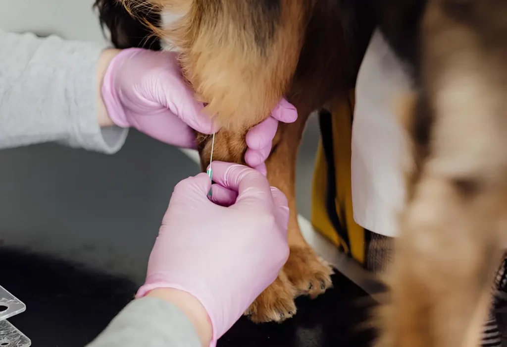 Um cachorro tomando vacina vanguard.