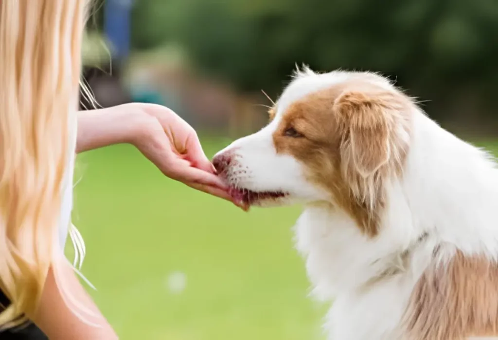 Um cachorro comendo uma vitamina para prevenção de queda de pelos.