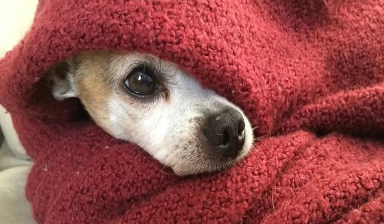 Onde Comprar Agasalhos para Pet Bem Avaliados 2