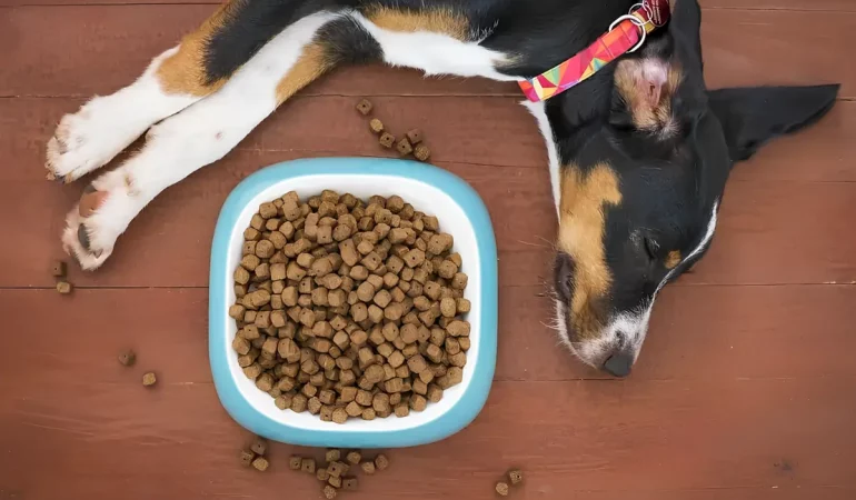 Um cachorro deitado com uma tigela com ração própria para problemas renais.