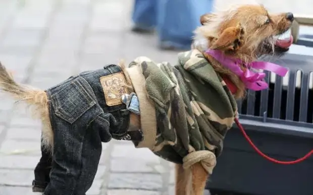 um cachorro passeando na rua e usando roupas pet.