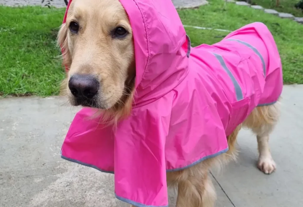 um cachorro da raça gold usando uma capa de chuva.