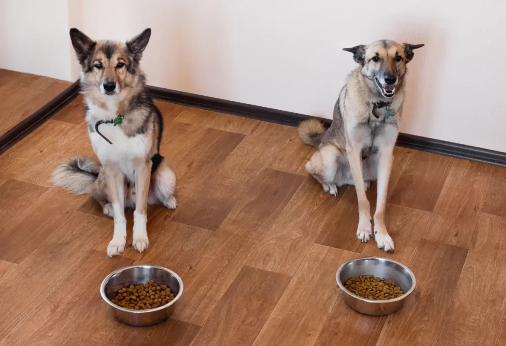 dois cachorros sentados com tigelas de ração para cada um.