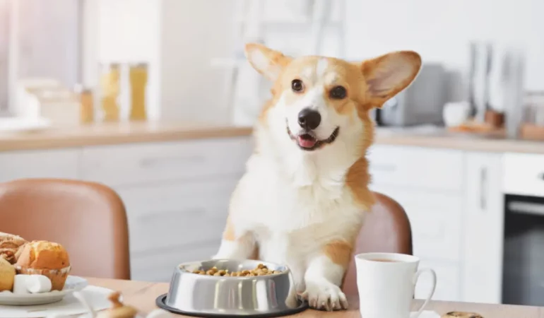 Um cachorro em uma mesa e a sua frente uma tigela de ração.